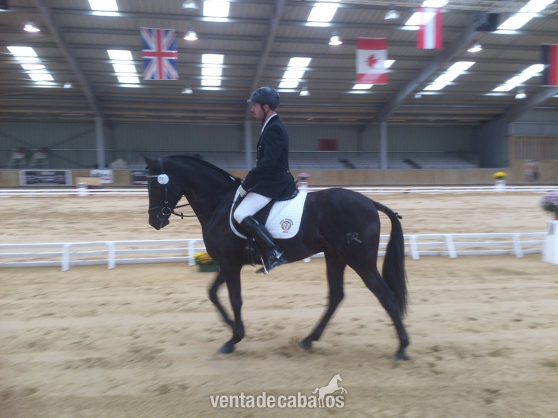 Caballos Pura Raza Española (P.R.E.) - Caballo PRE negro en venta in 