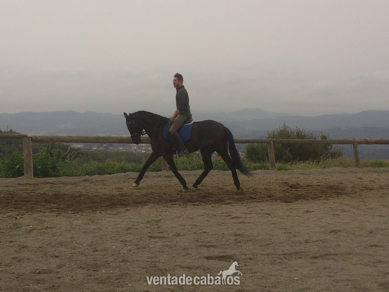 Caballos Pura Raza Española (P.R.E.) Pura Raza Española - Caballo PRE negro en venta