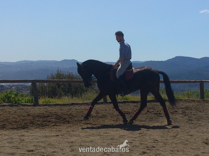 Caballo PRE negro en venta - Caballos Pura Raza Española (P.R.E.) Pura Raza Española