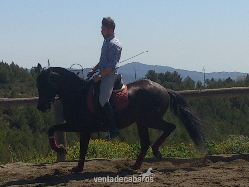 Caballo PRE negro en venta - Pura Raza Española
