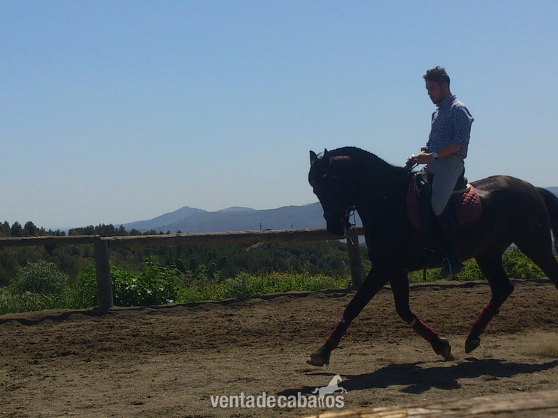 Caballo PRE negro en venta - Caballos Pura Raza Española (P.R.E.)