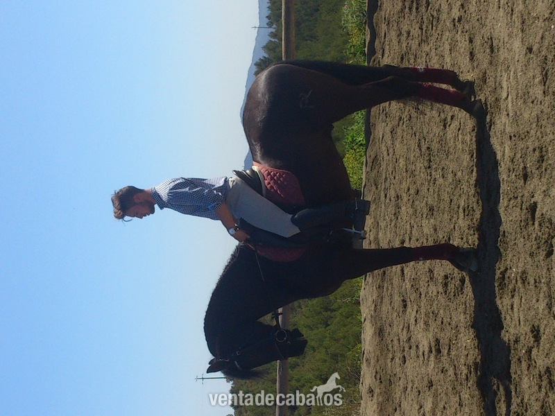 Caballo PRE negro en venta