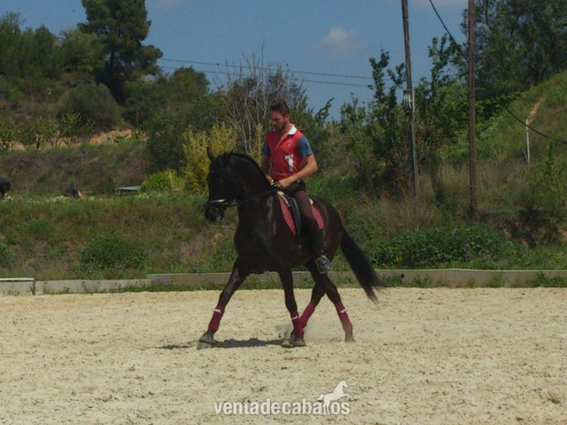  Caballo PRE negro en venta