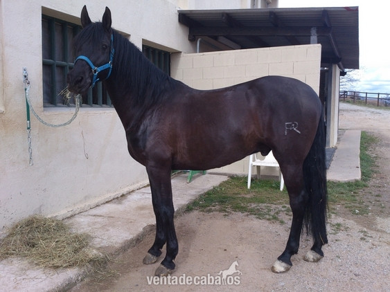 Caballo PRE negro en venta in 