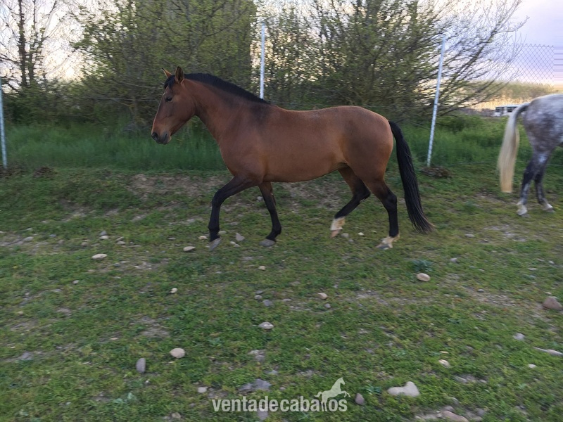 venta yegua pre in 