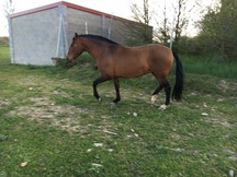 venta yegua pre
