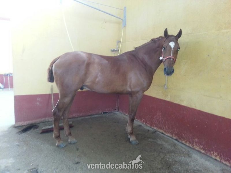 vendo finca ecuestre y casa