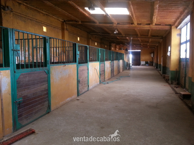 La Zarza (Valladolid) vendo finca ecuestre y casa