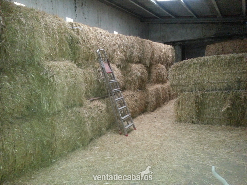 vendo finca ecuestre y casa La Zarza (Valladolid)