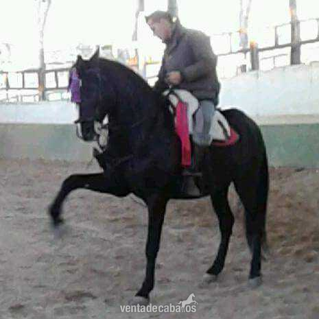 Lusitano capa negro domado alta escuela grupo especial in 