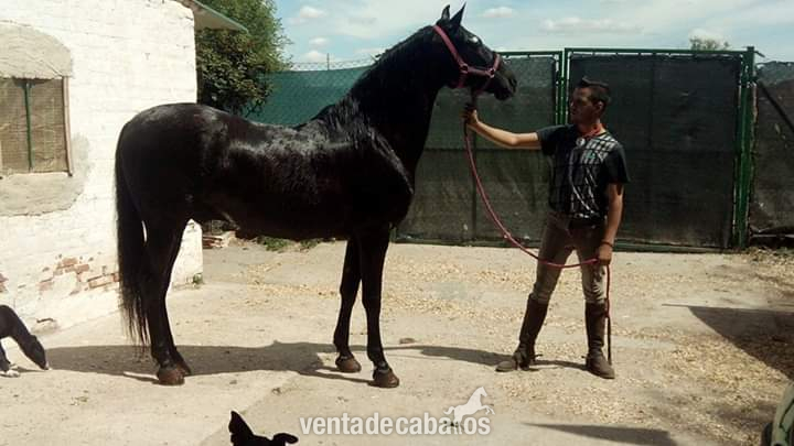 Lusitano