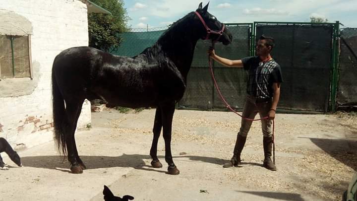 Lusitano