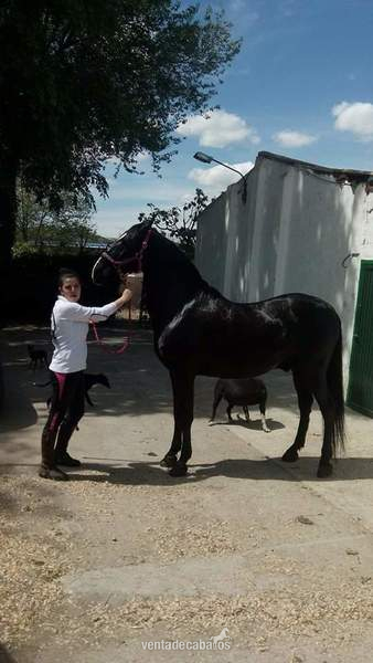 Caballos Capados Lusitano - Lusitano capa negro domado alta escuela grupo especial