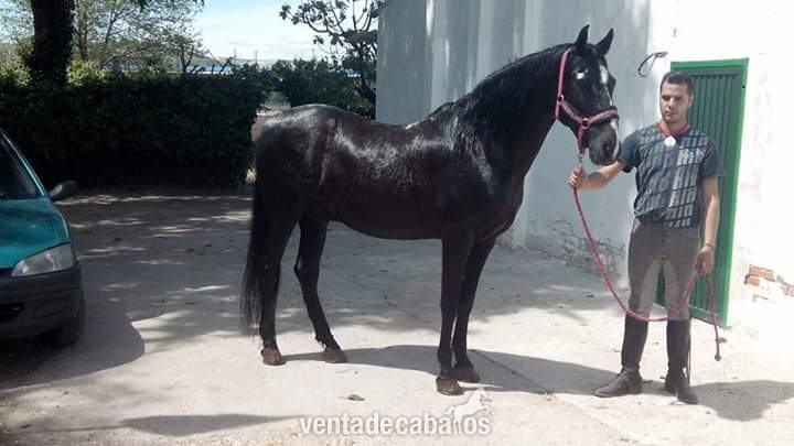 Lusitano capa negro domado alta escuela grupo especial - Caballos Capados Lusitano