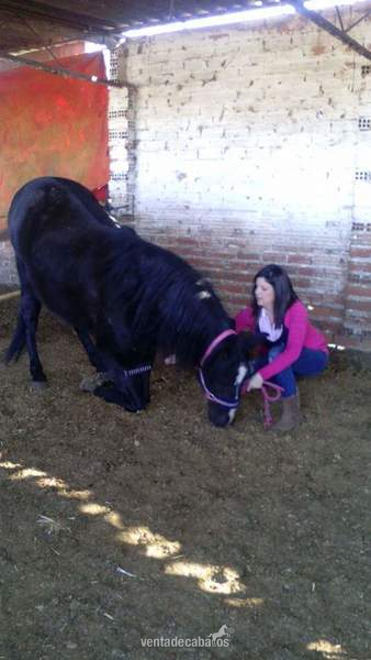 Lusitano capa negro domado alta escuela grupo especial - Lusitano