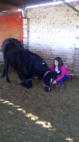 Lusitano capa negro domado alta escuela grupo especial - Lusitano