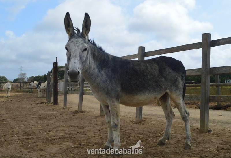 Se venden 4 Burros en miniatura  in 