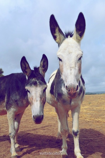 Burros Cruzado  - Se venden 4 Burros en miniatura 