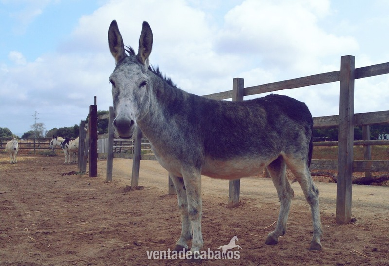 Se venden 4 Burros en miniatura  - Burros Cruzado 