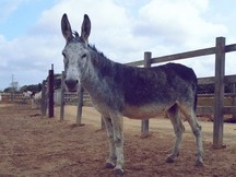 Se venden 4 Burros en miniatura 