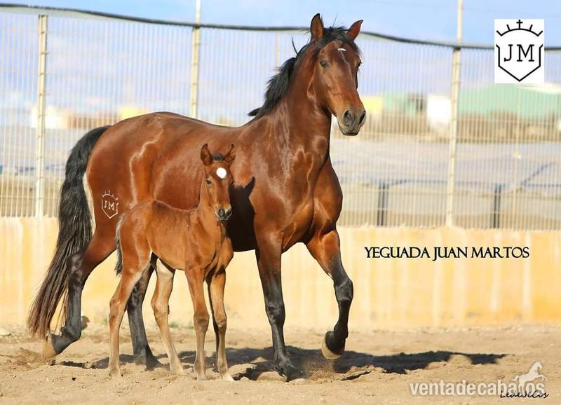 Venta Caballos P.R.E. in 