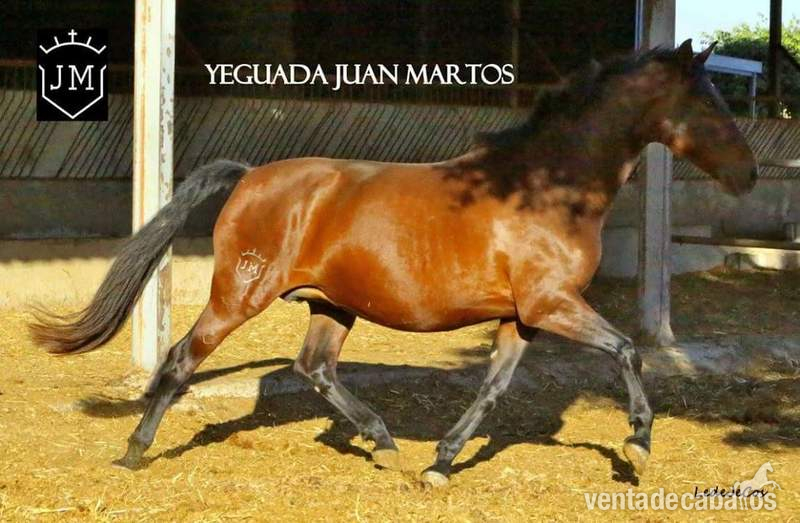 Venta Caballos P.R.E. - Caballos Pura Raza Española (P.R.E.) Pura Raza Española