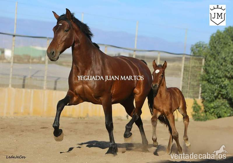 Venta Caballos P.R.E. - Pura Raza Española