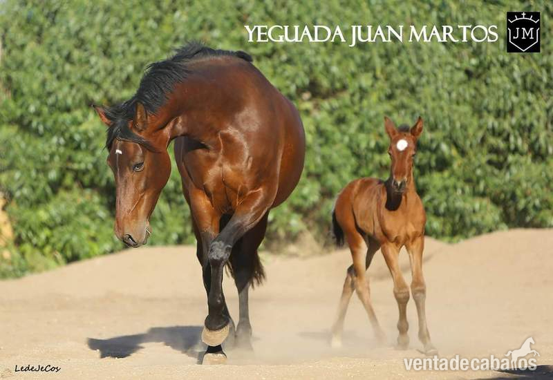 Venta Caballos P.R.E. - Caballos Pura Raza Española (P.R.E.)