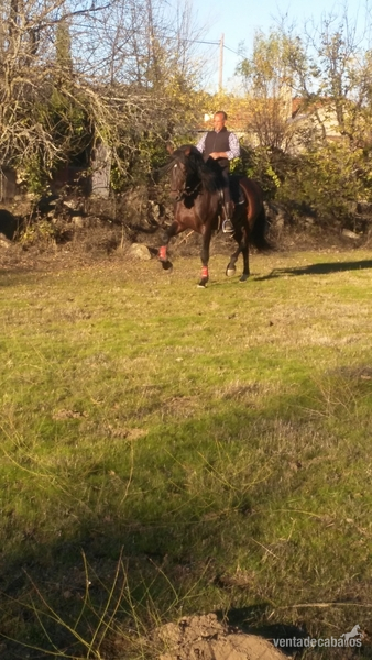 Caballo  pre castaño in 