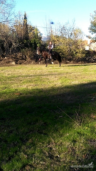 Caballos Pura Raza Española (P.R.E.) Pre - Caballo  pre castaño