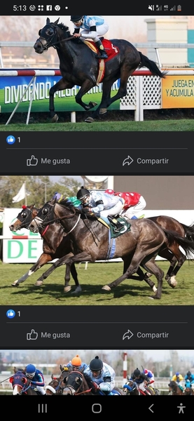 Potros Purasangre - Semental, sobresaliente campaña en el turno chileno.