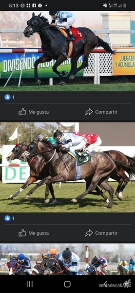 Potros Purasangre - Semental, sobresaliente campaña en el turno chileno.