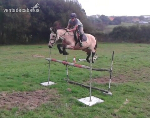 se vende poni d de salto in 