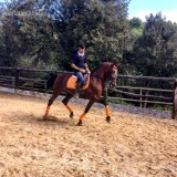 ESPECTACULAR CABALLO PURA RAZA ESPAÑOLA in 
