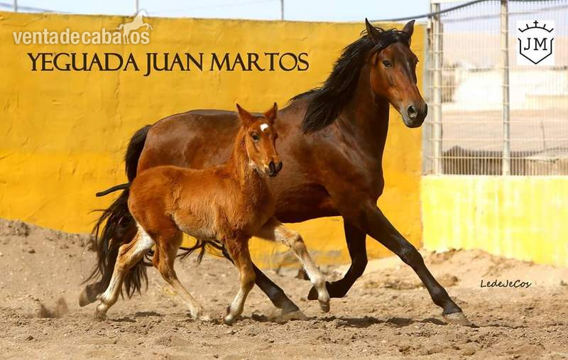 Pura Raza Española