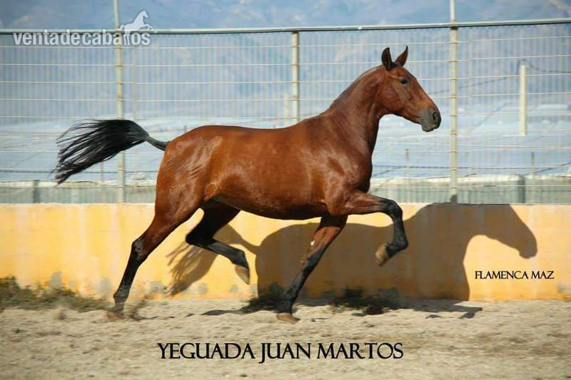 Caballos Pura Raza Española (P.R.E.) Pura Raza Española - Venta Yeguas P.R.E.