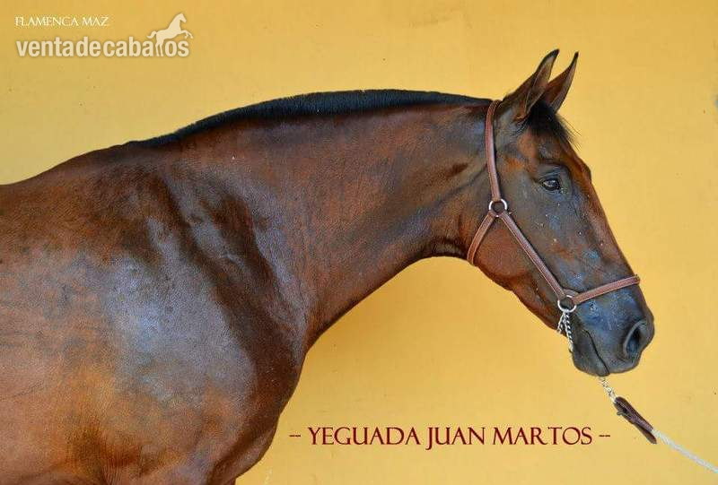 Venta Yeguas P.R.E. - Caballos Pura Raza Española (P.R.E.) Pura Raza Española