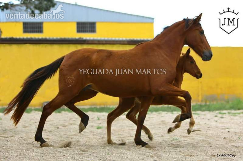 Venta Yeguas P.R.E. - Pura Raza Española