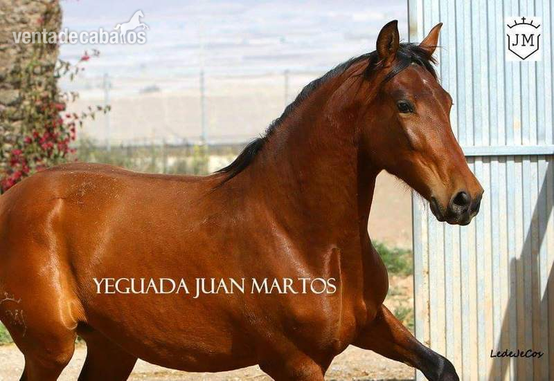 Venta Yeguas P.R.E. - Caballos Pura Raza Española (P.R.E.)