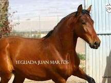 Venta Yeguas P.R.E.