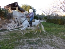 Vendo caballo semental español PRE