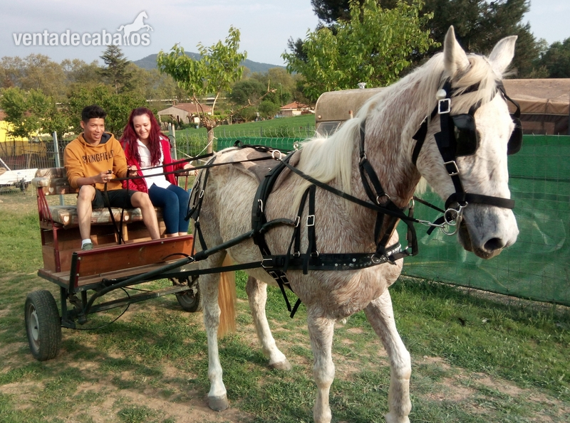 CABALLO ENGANCHADO Y MONTADO in 