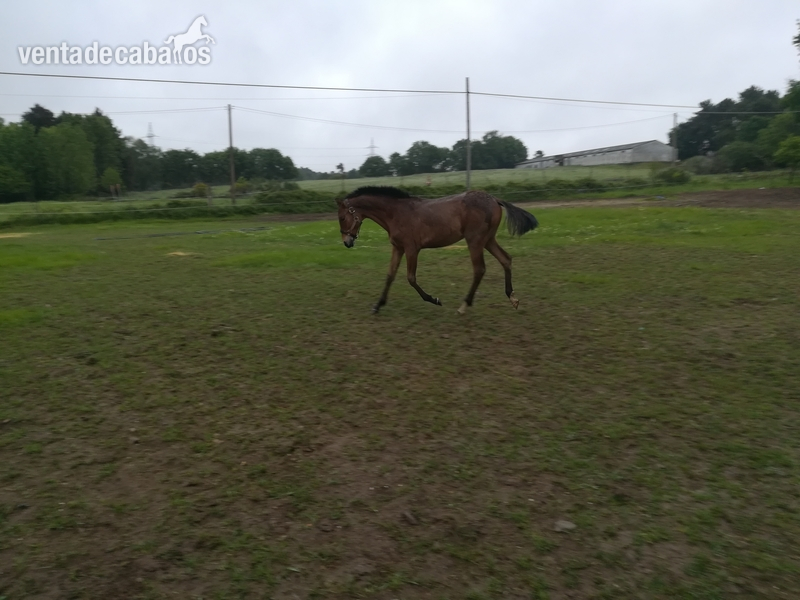 Caballo Hispano Árabe Hispano-Arabe - Precioso potro hispano-arabe