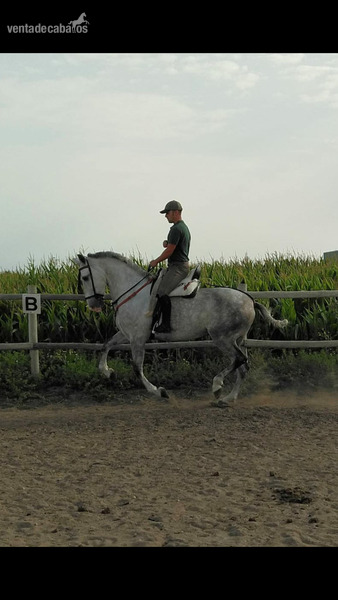 caballo  con gran corazon in 