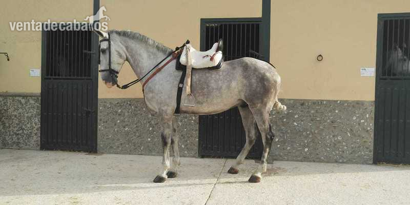 cruzado  con gran porcentaje  de español