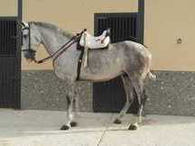 caballo con gran corazon