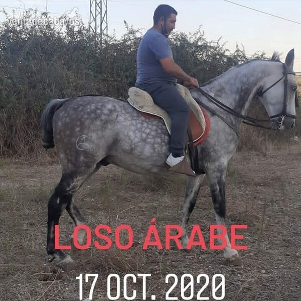 Caballo luso arabe  in 