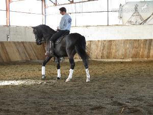 Lusitano de pura raza 12 años in 