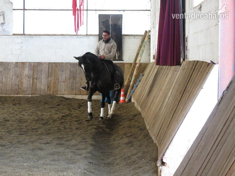 Lusitano