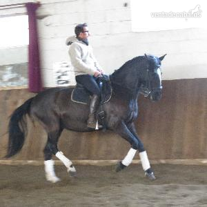 Lusitano {TYPE}